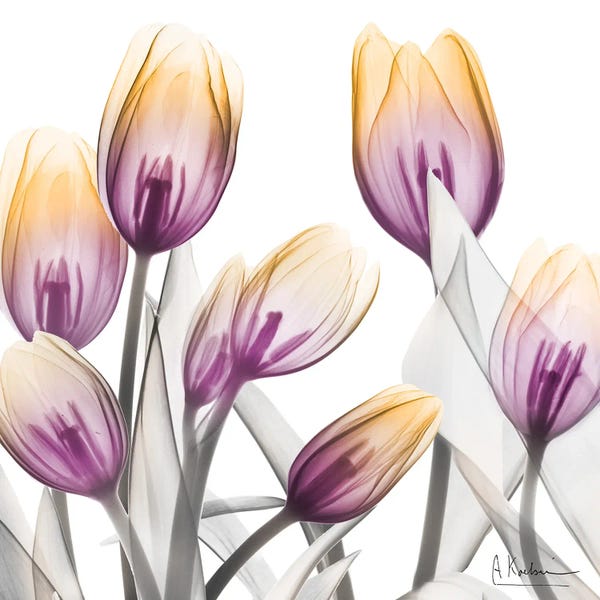 A.D. Lines Eurogroup Inc.: Sunrise Tulips I by Albert Koetsier