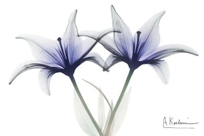 Very Peri Lily by Albert Koetsier framed canvas print