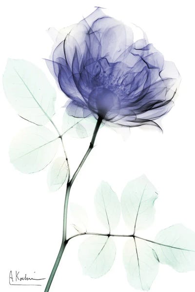 Very Peri Rose I by Albert Koetsier framed canvas print