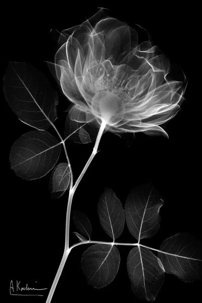 Black & White Florals: Black Rose Dynasty I by Albert Koetsier