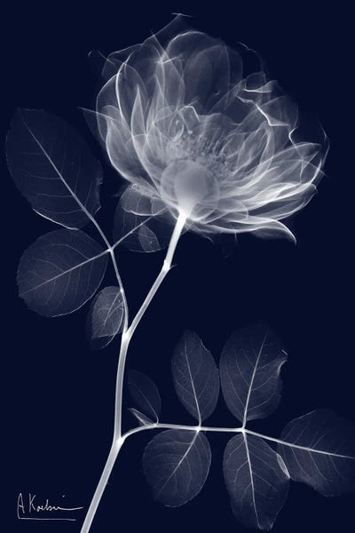 Fine Art Print: Indigo Rose Dynasty I by Albert Koetsier