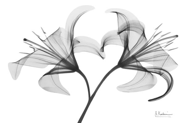 Albert Koetsier: Lily Twins by Albert Koetsier