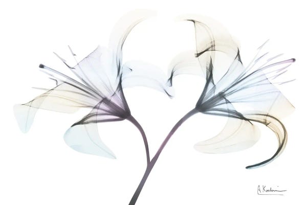 A.D. Lines Eurogroup Inc.: Lily Twins Haze by Albert Koetsier