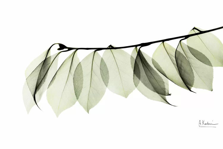 Camelia Leaf In White