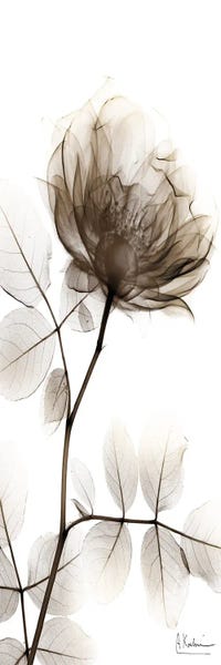 Spirited Treatment I