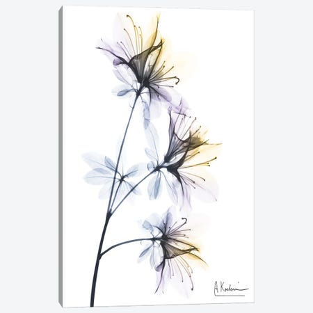 Spring Beauties Canvas Print #ALK413} by Albert Koetsier Canvas Art Print