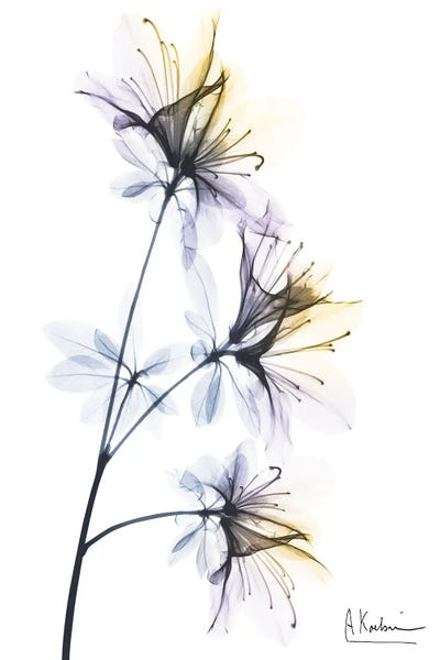 A.D. Lines Eurogroup Inc.: Spring Beauties by Albert Koetsier