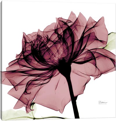 Chianti Rose I Canvas Art Print - Home Staging Bathroom