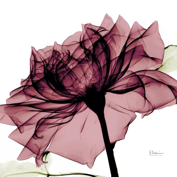 A.D. Lines Eurogroup Inc.: Chianti Rose I by Albert Koetsier