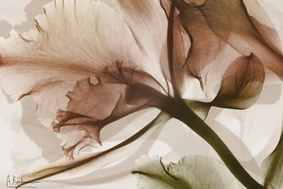 Olivine - Canvas Prints: Orange Botanical Eruption I by Albert Koetsier