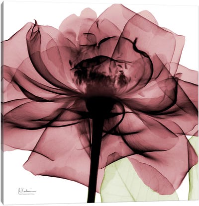 Chianti Rose II Canvas Art Print - Abstracts in Nature