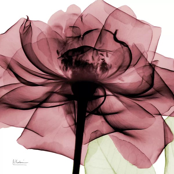 Abstracts In Nature: Chianti Rose II by Albert Koetsier