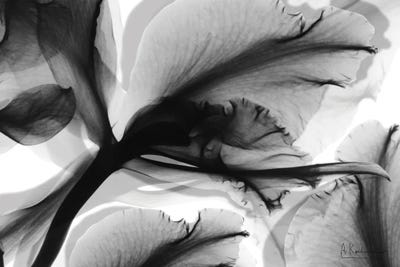 Canvas Print: Monochrome Growth II by Albert Koetsier - thumbnail
