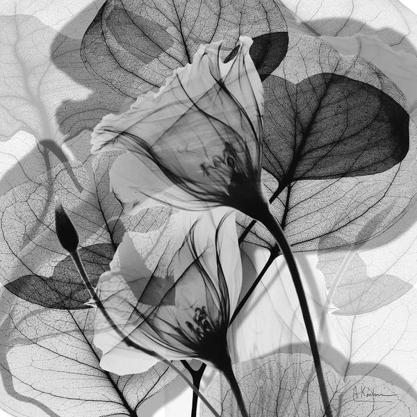 Floral Wall Art: Serene Gray Union I by Albert Koetsier