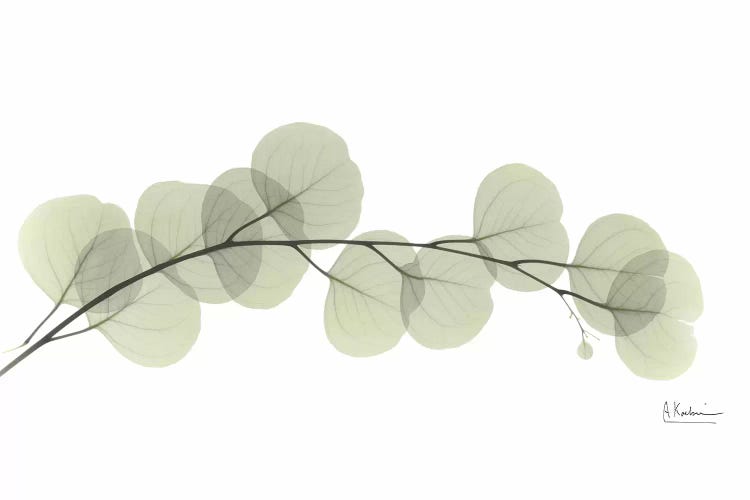 Eucalyptus by Albert Koetsier wall art