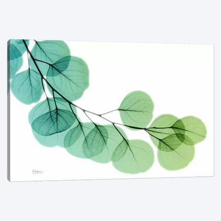 Eucalyptus Green Blue Canvas Print #ALK45} by Albert Koetsier Canvas Art Print