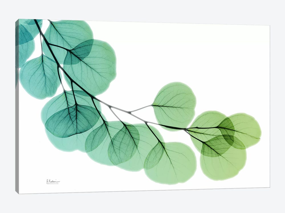 Eucalyptus Green Blue by Albert Koetsier 1-piece Canvas Print