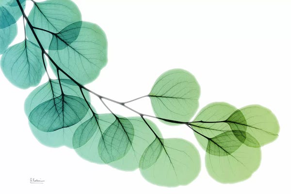 Eucalyptus Green Blue