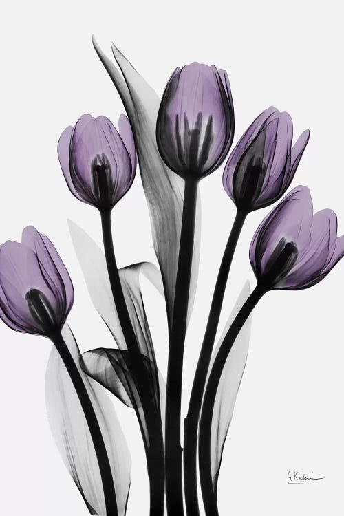 Five Tulips