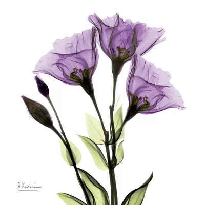 Gentian Believe by Albert Koetsier art print