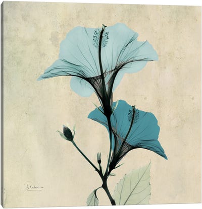 Hibiscus Blue Canvas Art Print