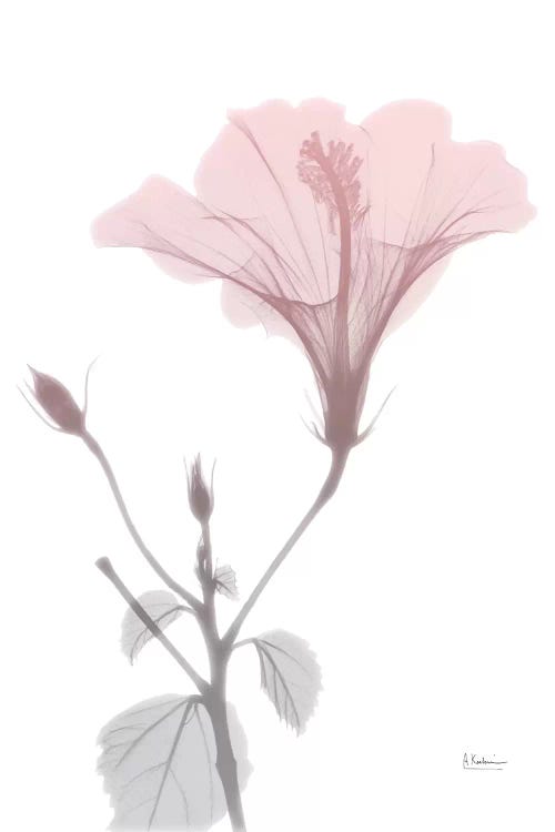 Hibiscus Pink by Albert Koetsier wall art