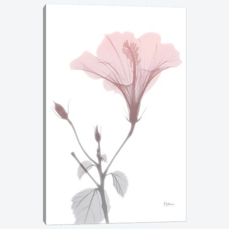 Hibiscus Pink Canvas Print #ALK52} by Albert Koetsier Canvas Art Print