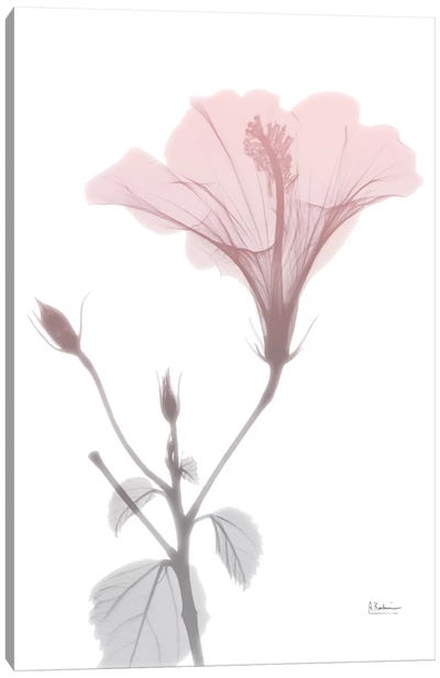 Hibiscus Pink Canvas Art Print - Gray & Pink Art