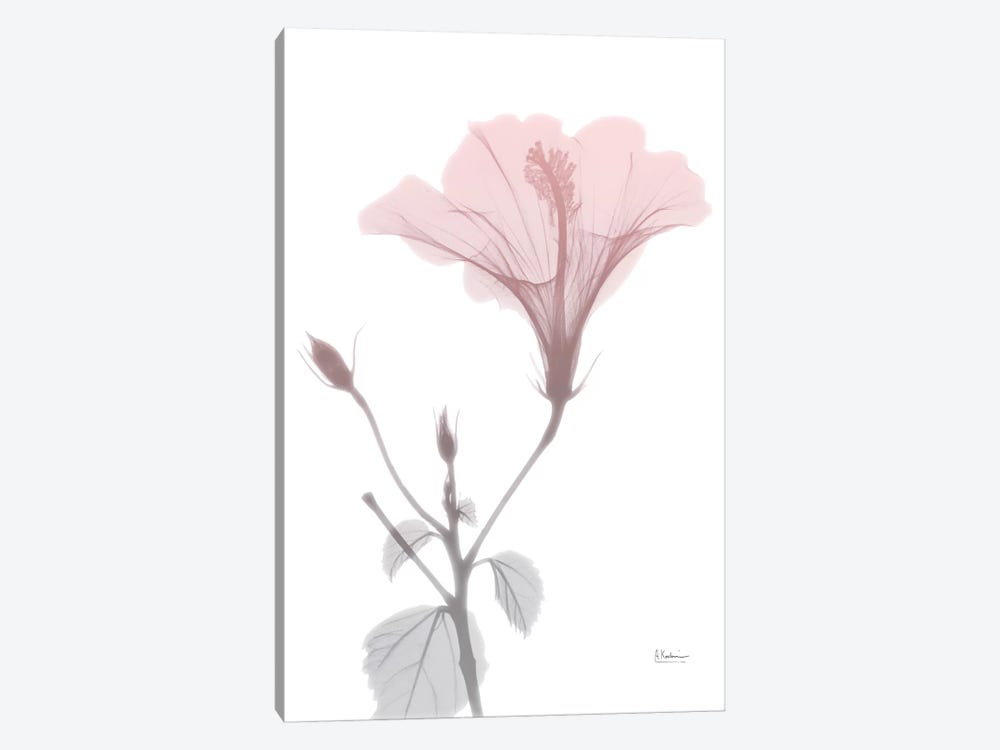 Hibiscus Pink by Albert Koetsier 1-piece Canvas Print