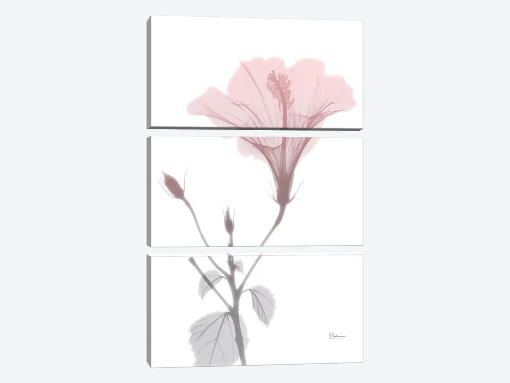 Hibiscus Pink by Albert Koetsier 3-piece Canvas Art Print