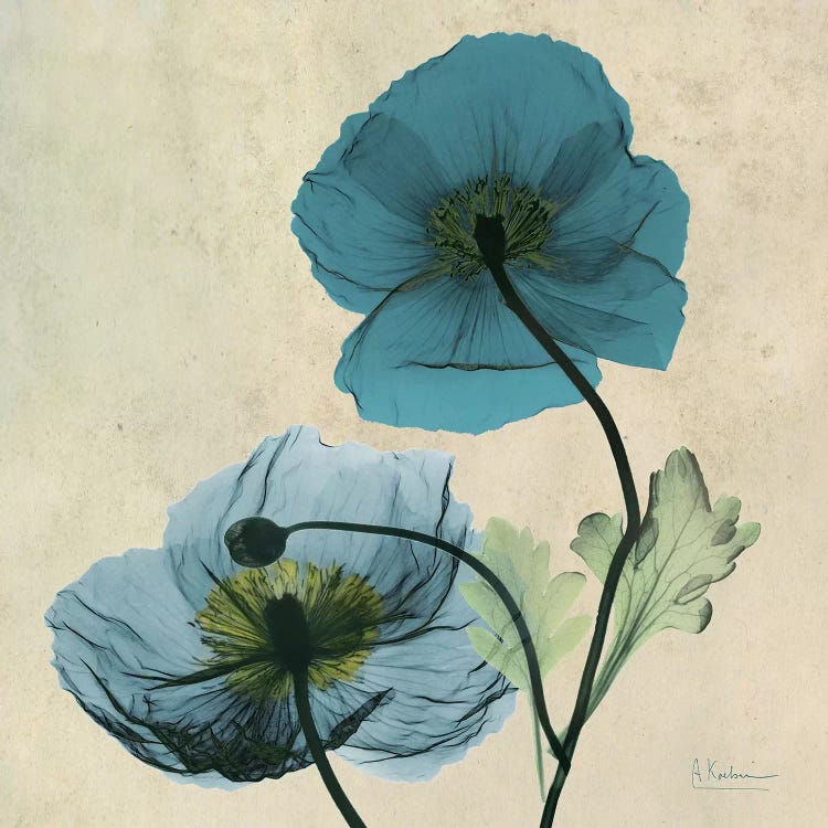 Iceland Poppy Blue