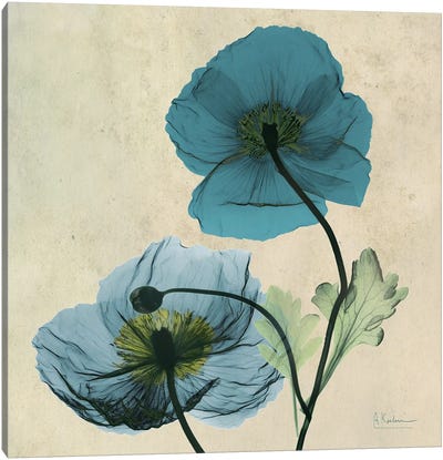 Iceland Poppy Blue Canvas Art Print - Poppy Art