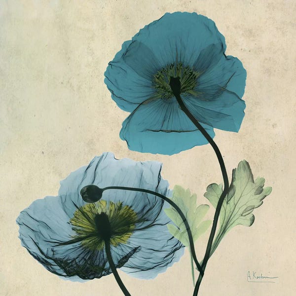 A.D. Lines Eurogroup Inc.: Iceland Poppy Blue by Albert Koetsier