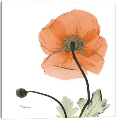 Iceland Poppy Orange Canvas Art Print - Albert Koetsier