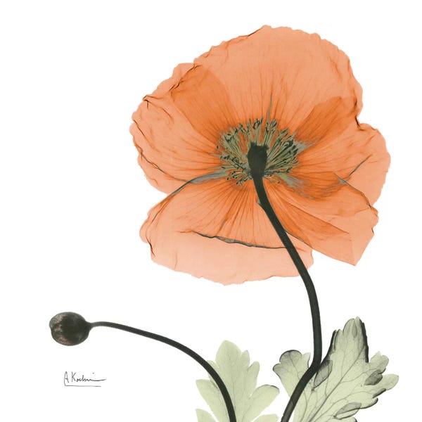 A.D. Lines Eurogroup Inc.: Iceland Poppy Orange by Albert Koetsier