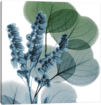 Lilly Of Eucalyptus I Canvas Art Print - Leaf Art