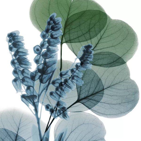 Eucalyptus: Lilly Of Eucalyptus I by Albert Koetsier