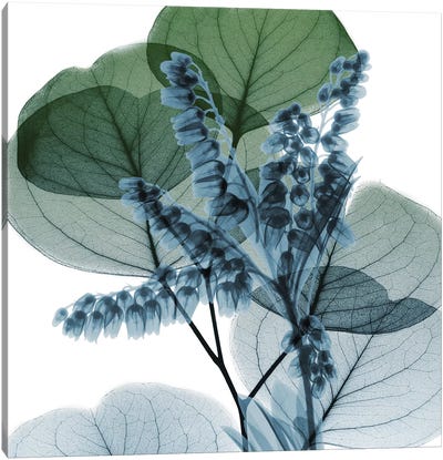Lilly Of Eucalyptus II Canvas Art Print - Leaf Art