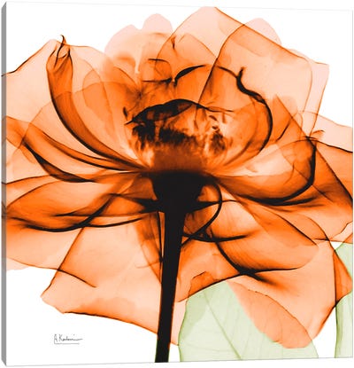 Orange Rose Canvas Art Print - Rose Art