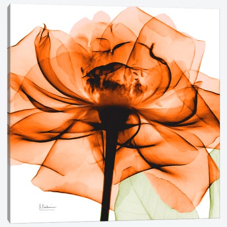 Orange Rose Canvas Print #ALK67} by Albert Koetsier Art Print
