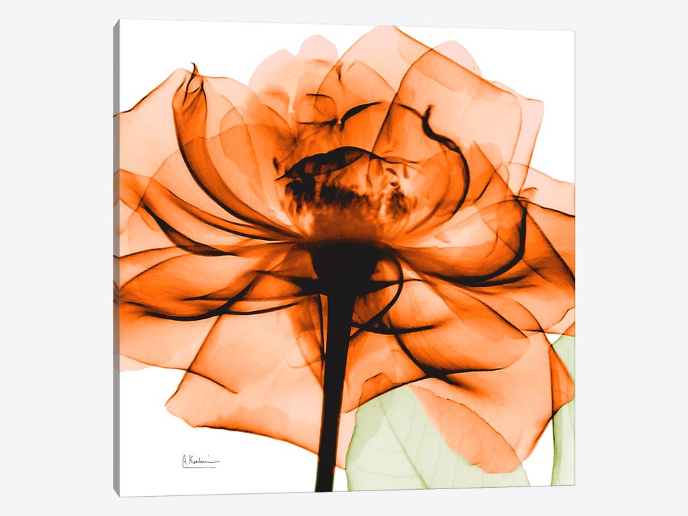 Orange Rose by Albert Koetsier 1-piece Canvas Art Print