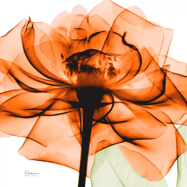 Albert Koetsier: Orange Rose by Albert Koetsier