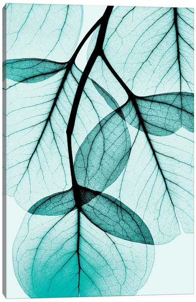 Teal Eucalyptus Canvas Art Print - Close-up