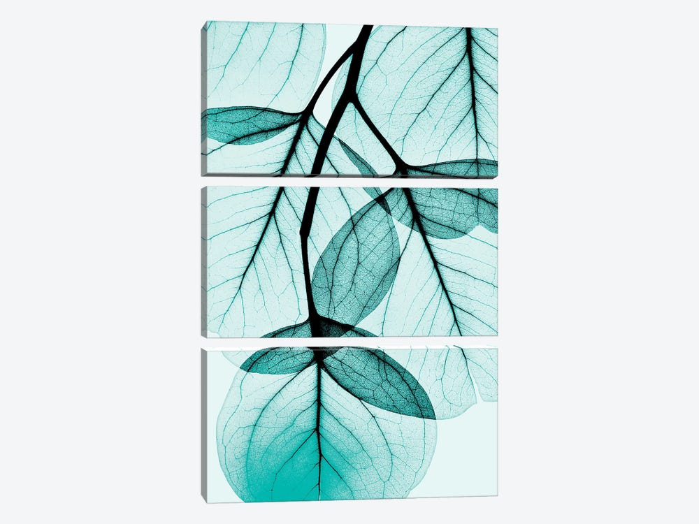 Teal Eucalyptus 3-piece Canvas Artwork