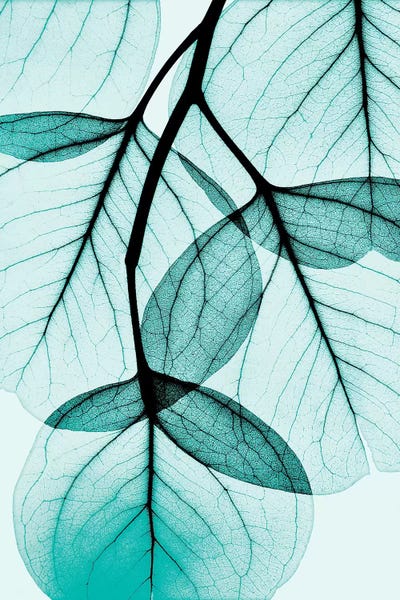 Large Photography - Canvas Prints: Teal Eucalyptus by Albert Koetsier