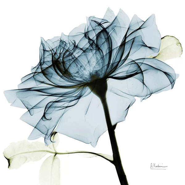 Albert Koetsier: Teal Rose III by Albert Koetsier