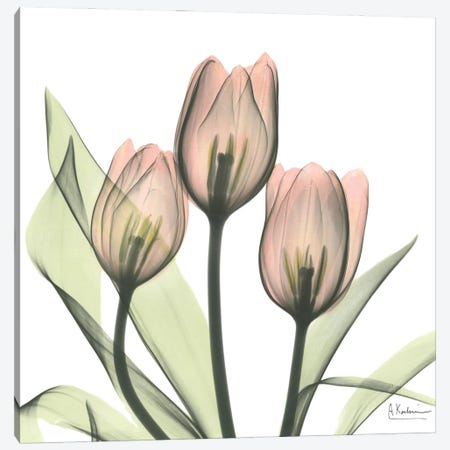 Tulips I Canvas Print #ALK73} by Albert Koetsier Canvas Print
