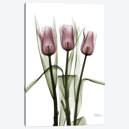 Tulips II Canvas Print #ALK74} by Albert Koetsier Canvas Wall Art