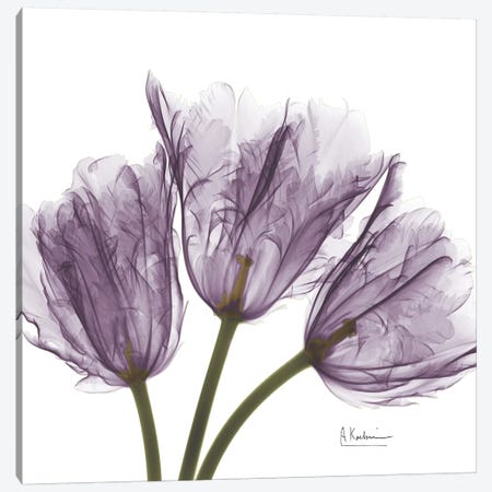 Tulips III Canvas Print #ALK75} by Albert Koetsier Canvas Art