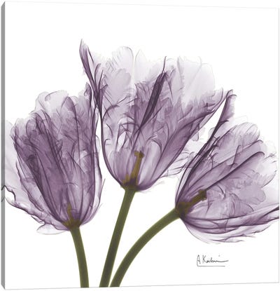 Tulips III Canvas Art Print - Tulip Art